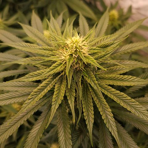 Amnesia  #2 growlog timeline photo