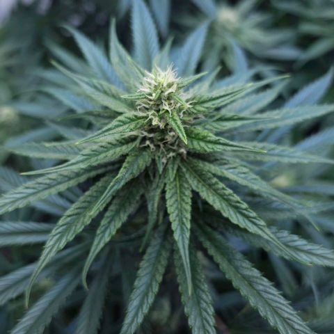 Amnesia  #2 growlog timeline photo