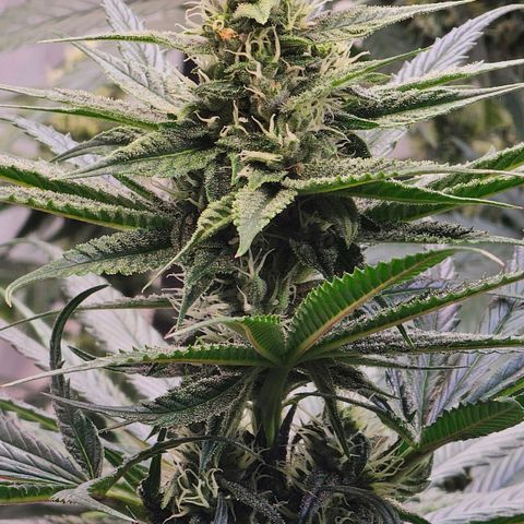 Amnesia  #2 growlog timeline photo