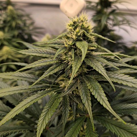 Amnesia  #2 growlog timeline photo