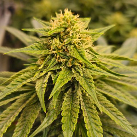 Amnesia  #2 growlog timeline photo