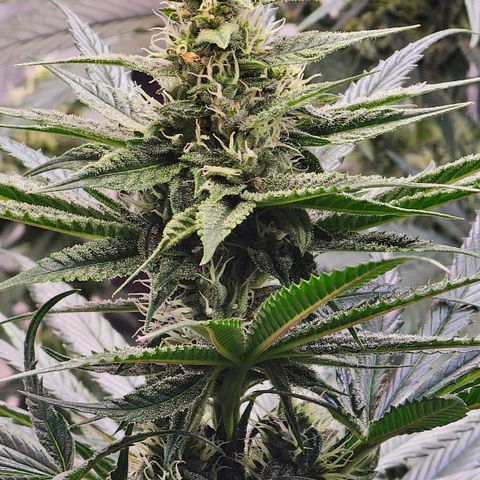 Amnesia  #2 growlog timeline photo
