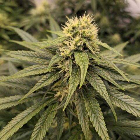 Amnesia  #2 growlog timeline photo