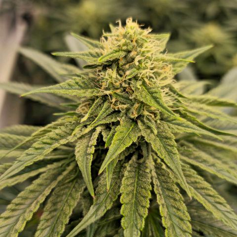 Amnesia  #2 growlog timeline photo