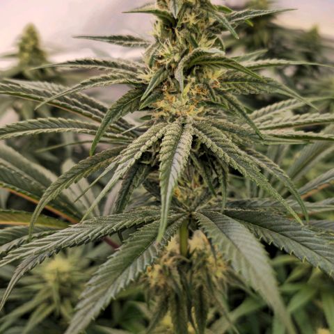 Amnesia  #2 growlog timeline photo