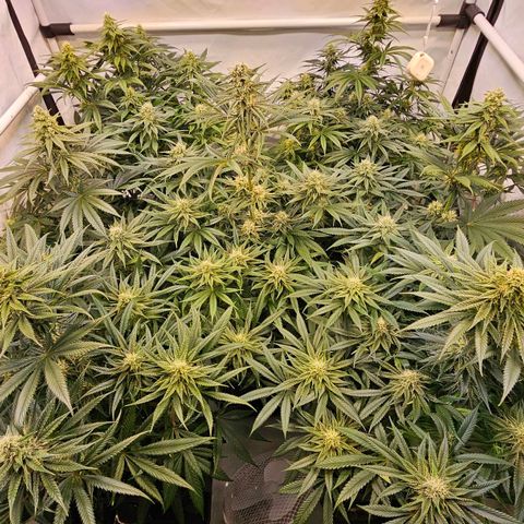 Amnesia  #2 growlog timeline photo