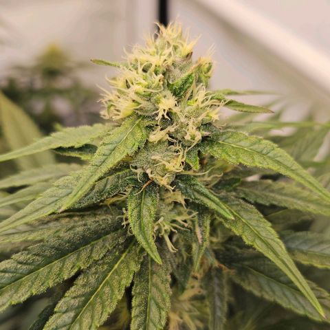 Amnesia  #2 growlog timeline photo