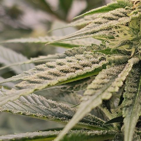 Amnesia  #2 growlog timeline photo