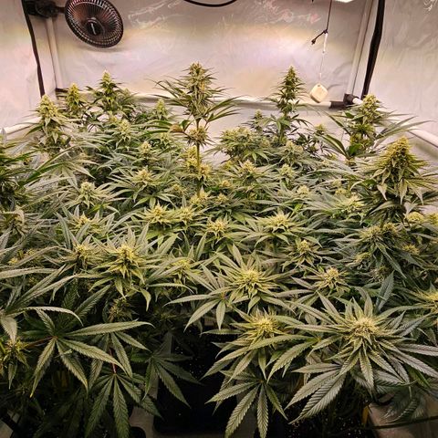 Amnesia  #2 growlog timeline photo