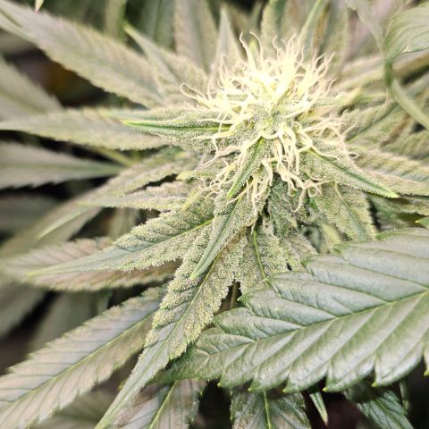 Amnesia  #2 growlog timeline photo