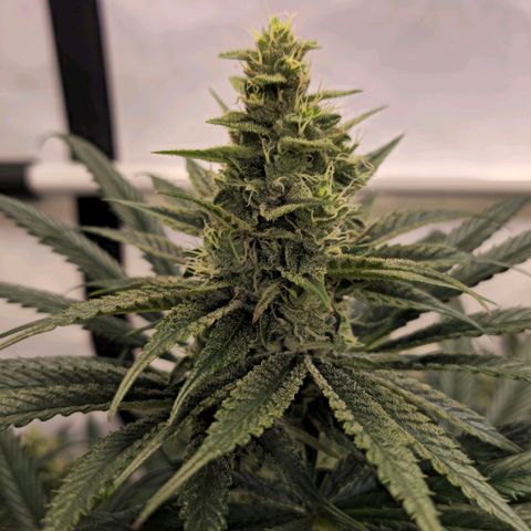 Amnesia  #2 growlog timeline photo