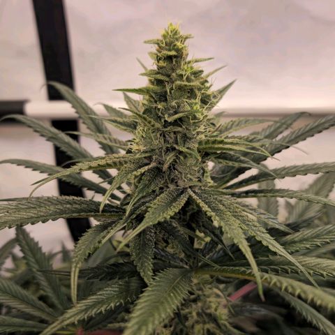 Amnesia  #2 growlog timeline photo