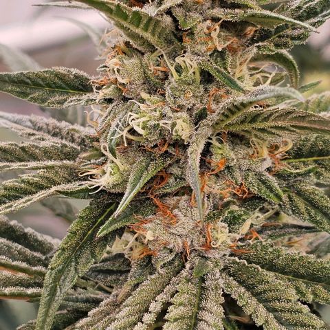 Amnesia  #2 growlog timeline photo