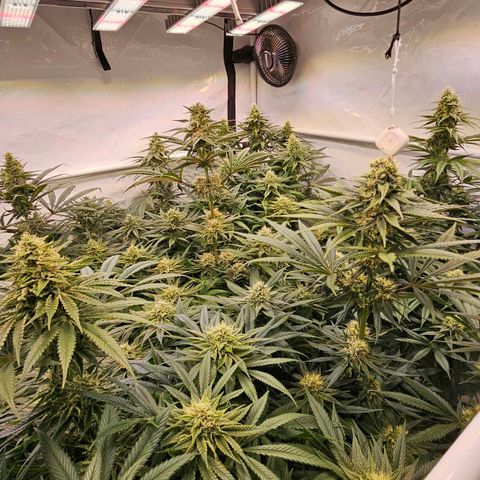 Amnesia  #2 growlog timeline photo