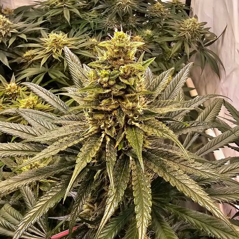 Amnesia  #2 growlog timeline photo