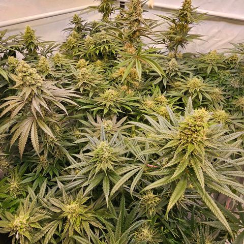 Amnesia  #2 growlog timeline photo
