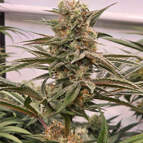 Amnesia  #2 growlog timeline photo