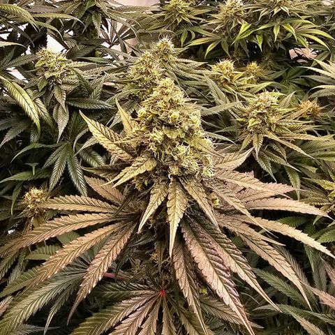 Amnesia  #2 growlog timeline photo