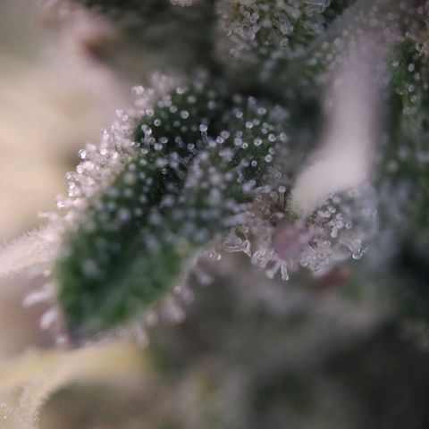 Amnesia  #2 growlog timeline photo
