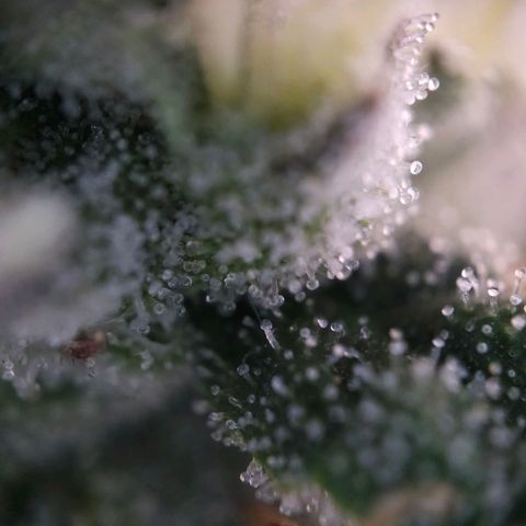 Amnesia  #2 growlog timeline photo