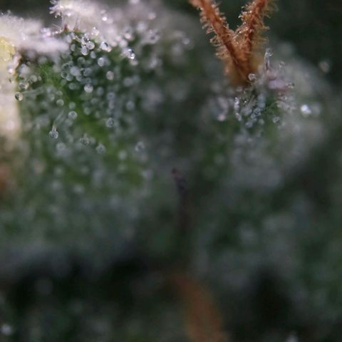 Amnesia  #2 growlog timeline photo