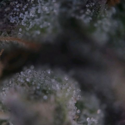 Amnesia  #2 growlog timeline photo