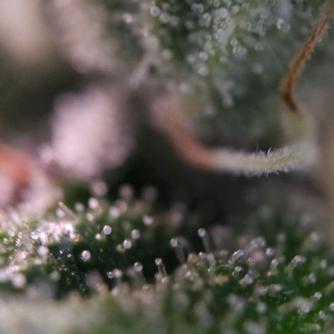Amnesia  #2 growlog timeline photo