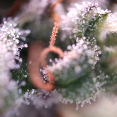 Amnesia  #2 growlog timeline photo