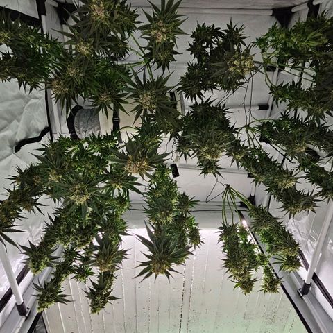 Amnesia  #2 growlog timeline photo