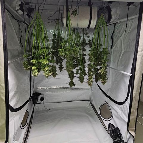 Amnesia  #2 growlog timeline photo