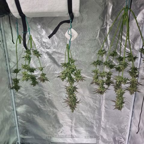 Amnesia  #2 growlog timeline photo