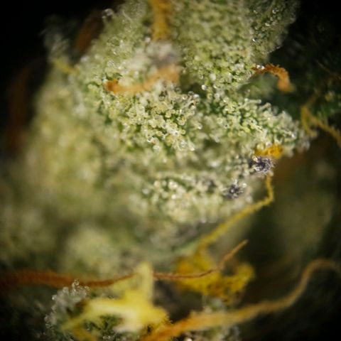 Amnesia  #2 growlog timeline photo