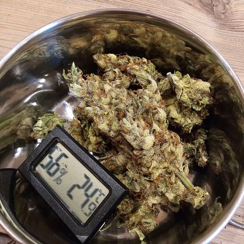 Amnesia  #2 growlog timeline photo