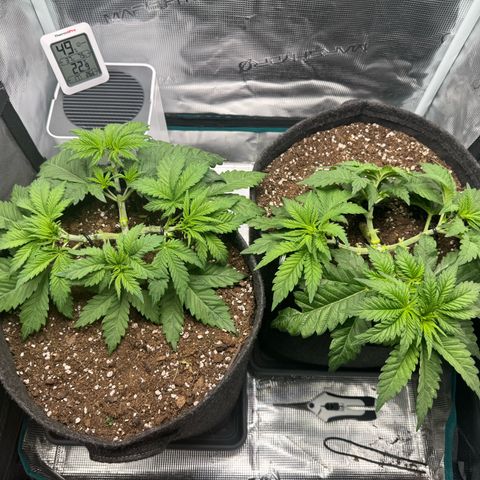 Special Queen‘s growlog timeline photo