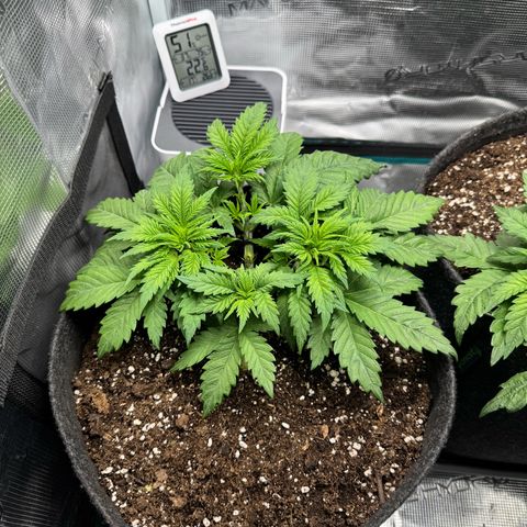 Special Queen‘s growlog timeline photo