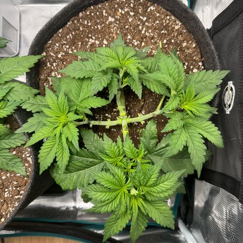 Special Queen‘s growlog timeline photo