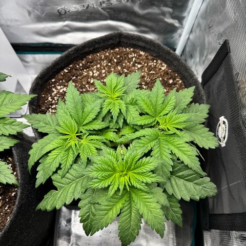 Special Queen‘s growlog timeline photo