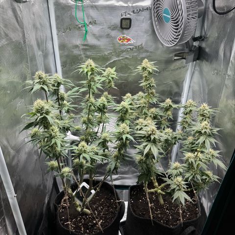 Special Queen‘s growlog timeline photo