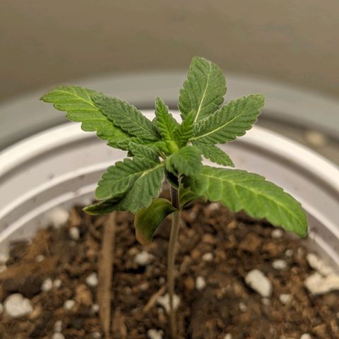 Rozwell growlog photo: Many leaves!