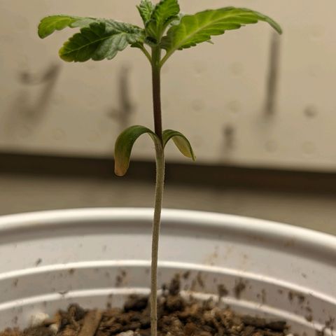 Rozwell growlog photo: Many leaves!