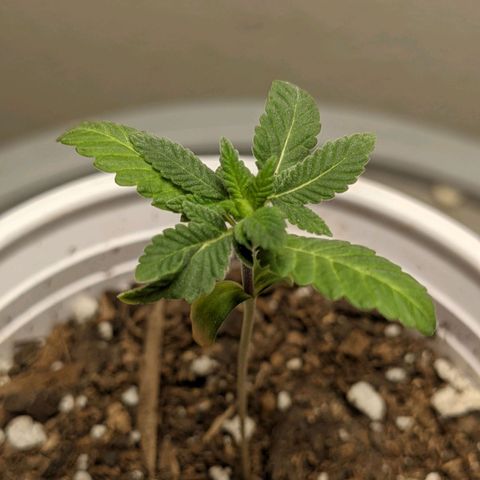Rozwell growlog timeline photo