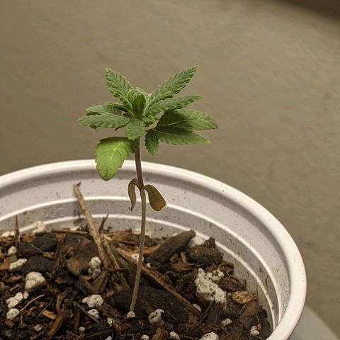 Rozwell growlog timeline photo