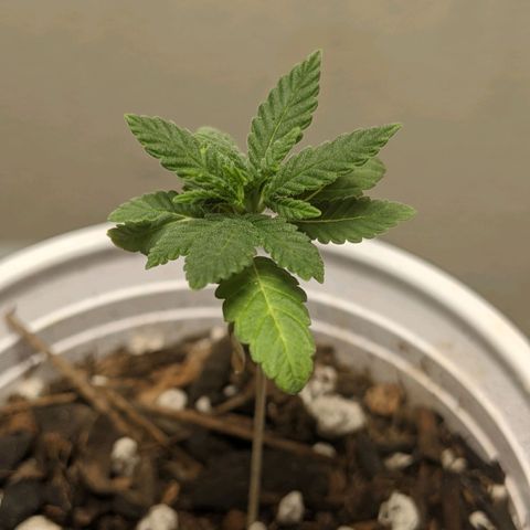 Rozwell growlog timeline photo
