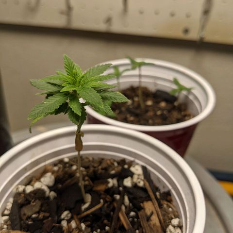 Rozwell growlog timeline photo