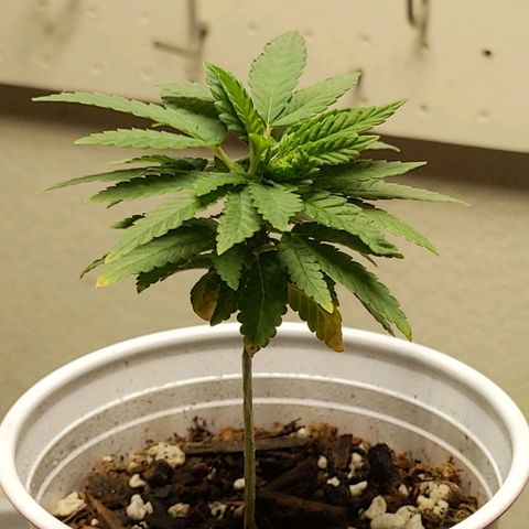 Rozwell growlog photo: Fluffy :3