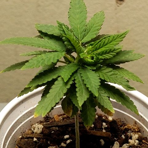Rozwell growlog timeline photo