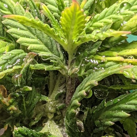 Rozwell growlog photo: Flower buds!!!!!