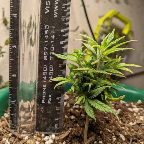Rozwell growlog photo: 10cm tall. Sending up new branches.