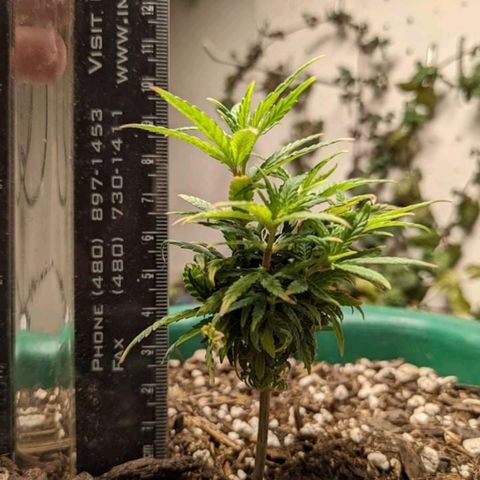 Rozwell growlog photo: 10cm tall. Sending up new branches.