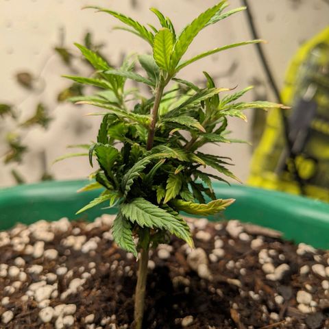 Rozwell growlog photo: The beautiful Miz Roz